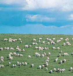 进口羊用B超机观察羊群