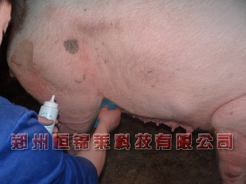 母猪B超机检测背膘
