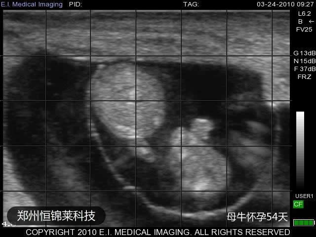 母牛54天妊娠B超图
