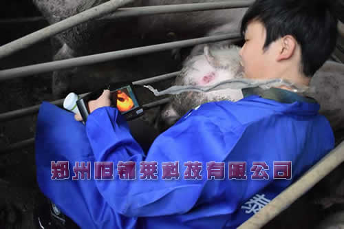 便携式母猪B超机对猪肺疫的检测