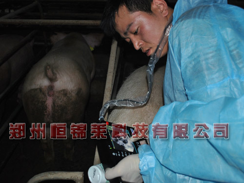 母猪B超机检测母猪卵巢囊肿
