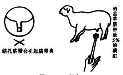羊用B超仪告诉你在养殖过程中遇到的常见问题