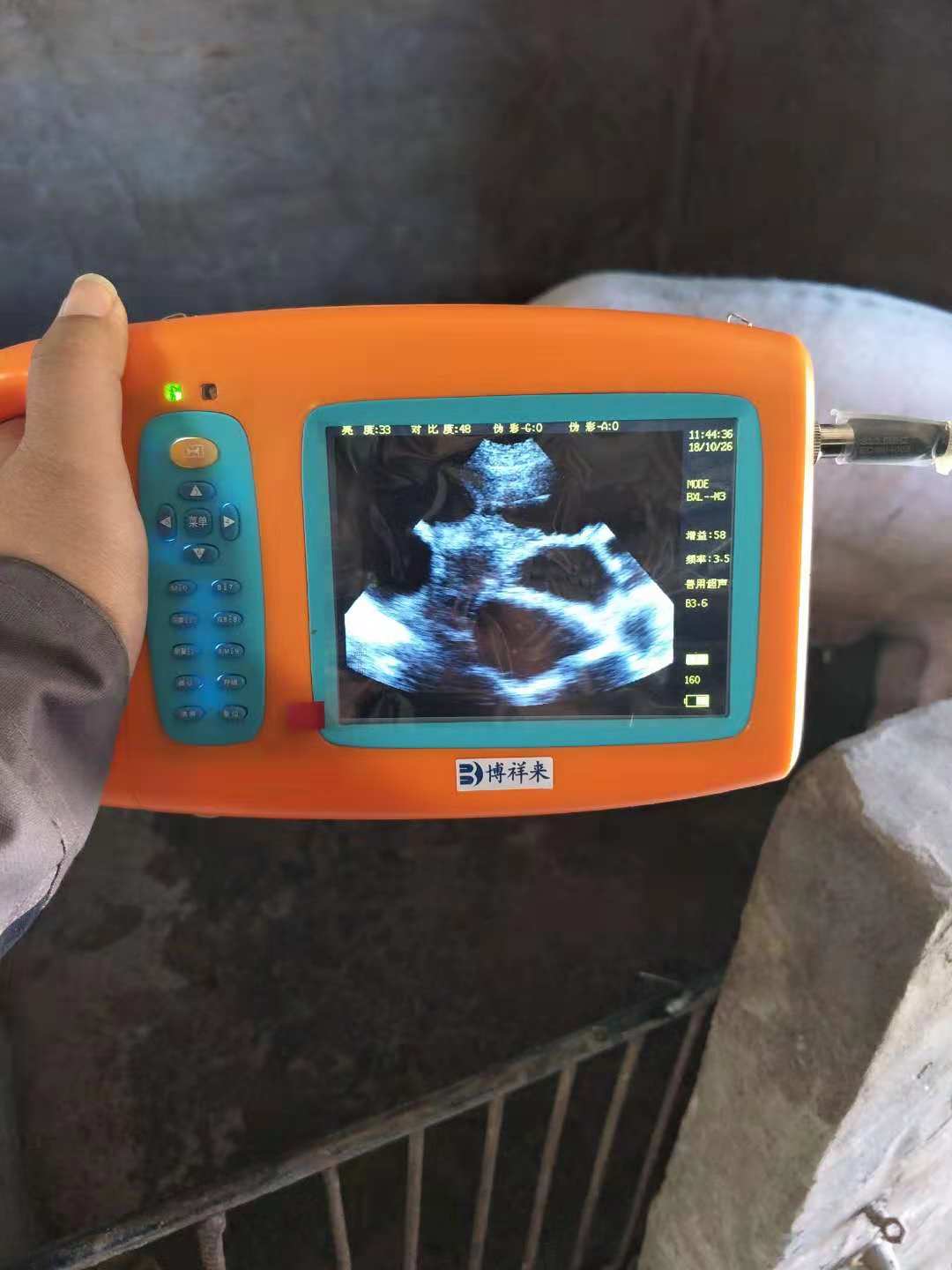 猪用B超机检测母猪怀孕