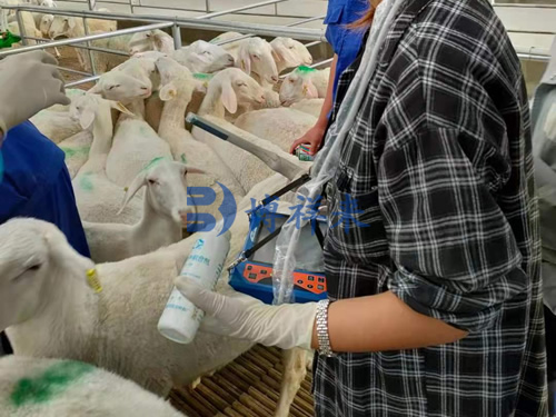 羊用B超仪对母羊的检测