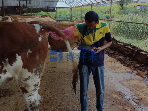 辽宁抚顺兽医使用牛用B超机