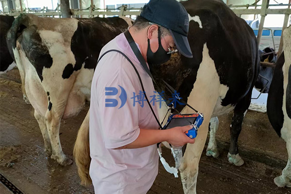 高清牛用B超机测奶牛妊娠