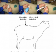 兽用B超对绵羊和山羊的背膘肉质检测