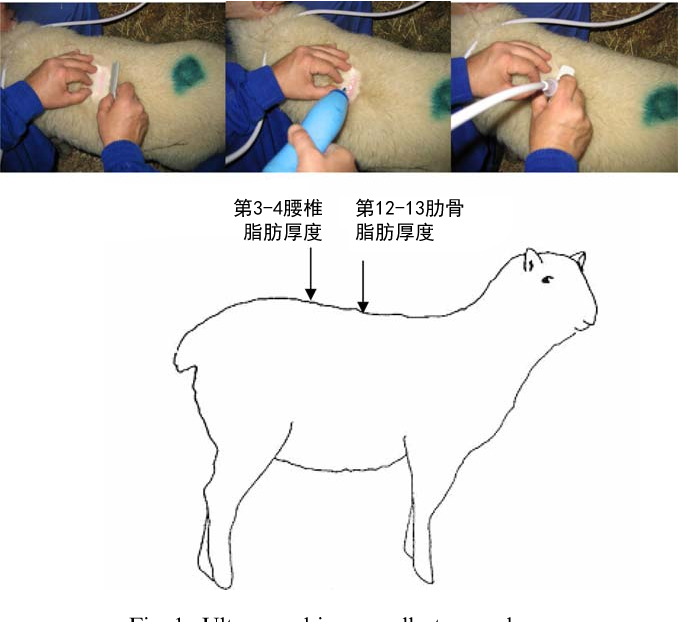 B超测羊背膘厚度方法