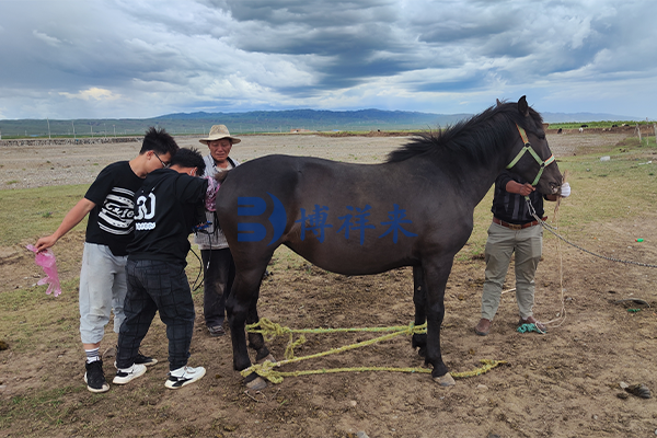 高清马用B超测孕仪