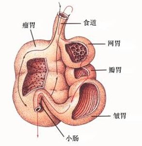 进口羊用B超观察羊胃