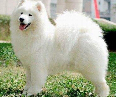 兽用B超检测犬