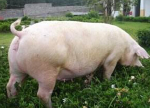母猪B超机提高母猪配种