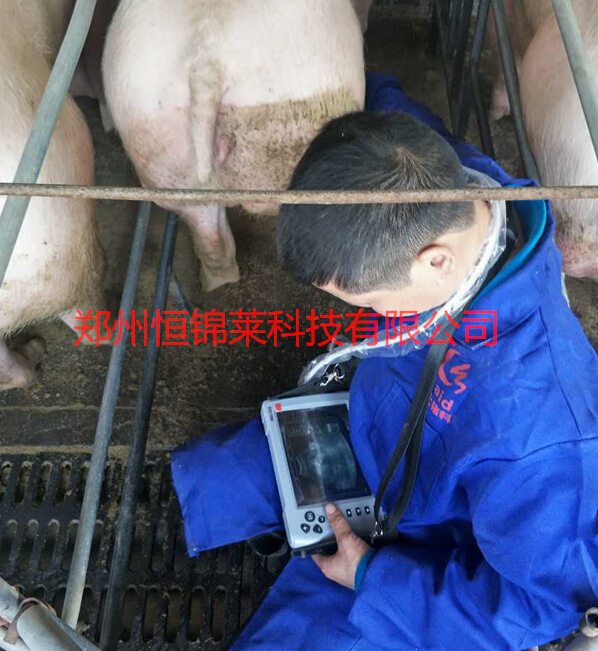 金新农技术员熟练操作母猪B超机