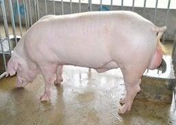 母猪B超机分析母猪不孕