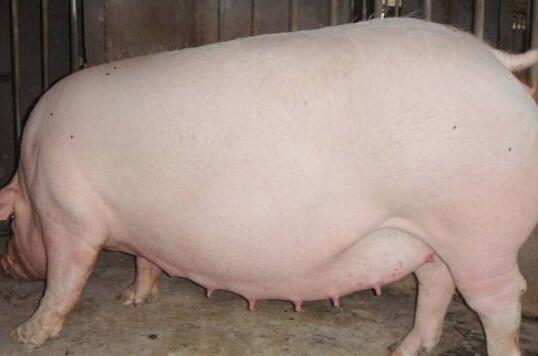 母猪B超机检测猪妊娠