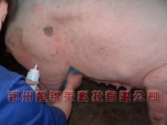兽用B超检测母猪是否假孕