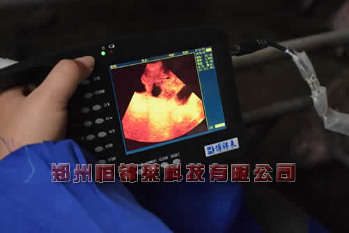 母猪B超机