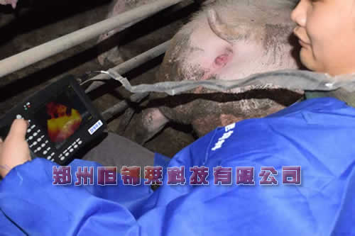 母猪B超测孕仪