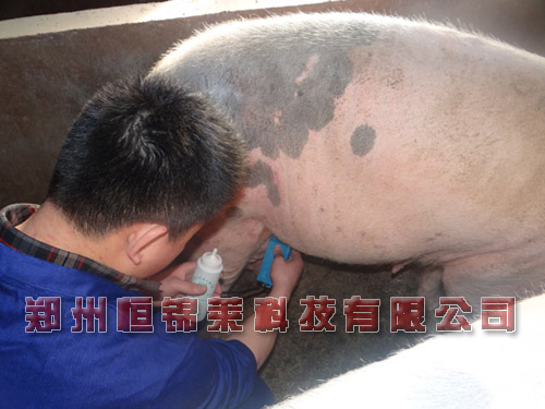 母猪产仔