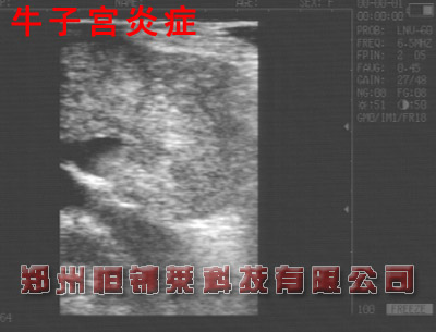 奶牛子宫内膜炎B超图像