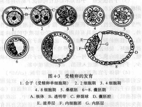 母羊胚胎发育过程图