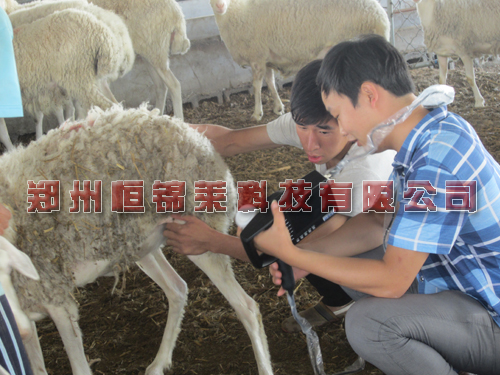 羊用B超观察母羊胚胎发育