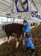 烟台龙口西门塔尔牛场培训进口牛用B超机