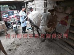 新疆和田洛浦县兽医站培训使用牛用B超机
