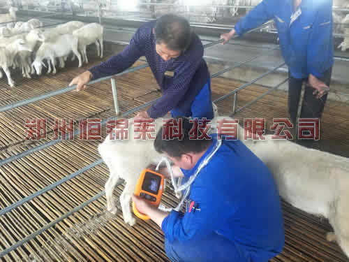 兽用B超机检测母羊妊娠