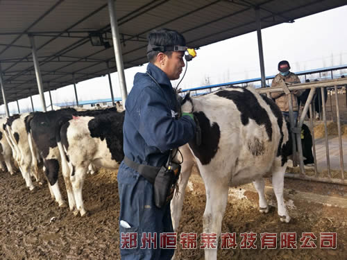 进口牛用B超检测母牛发情状态确定配种时间