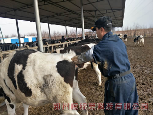 进口牛用B超在胚胎移植前对母牛的检测