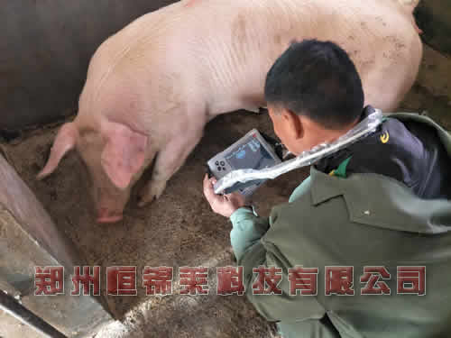 母猪B超机对妊娠母猪做检测