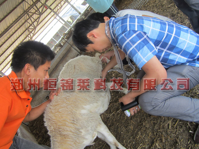 进口羊用B超观察怀孕母羊浮肿