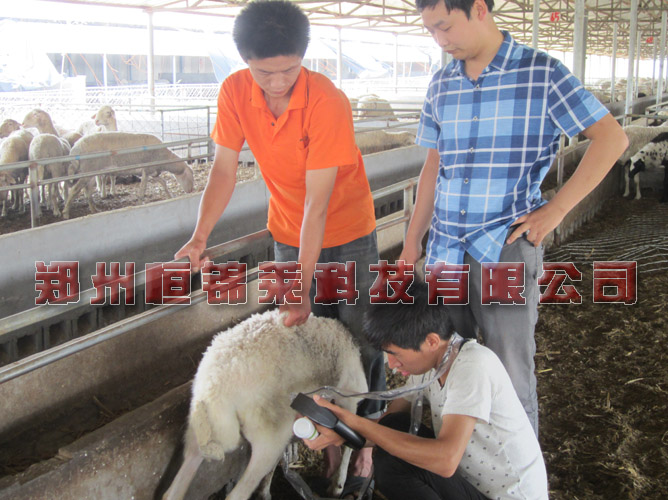 羊用B超机辅助母羊同期发情