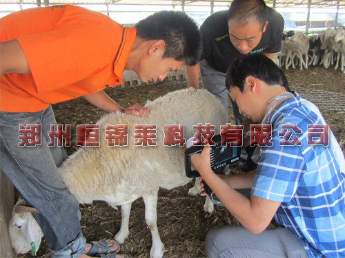 进口羊用B超机测母羊胎儿发育情况