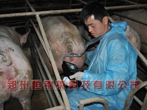 兽用B超机测母猪怀孕图像