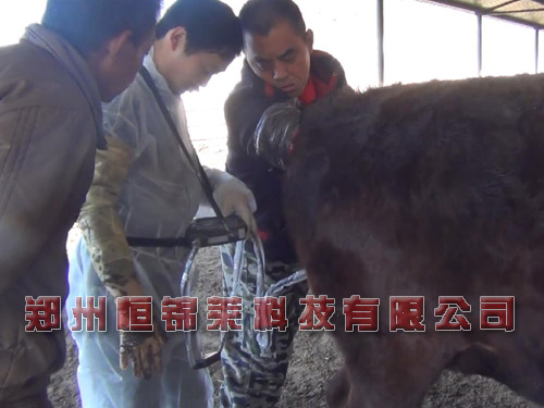 进口牛用B超检测母牛屡配不孕的原因