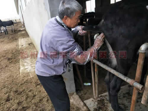 驴用B超机提高繁殖力的饲养方式