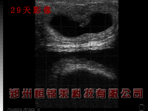 进口牛用B超检测牛B超图片