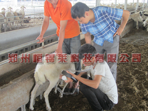 羊用B超仪检测母羊发情时间