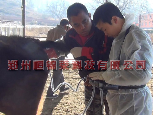 进口牛用B超检测母牛妊娠