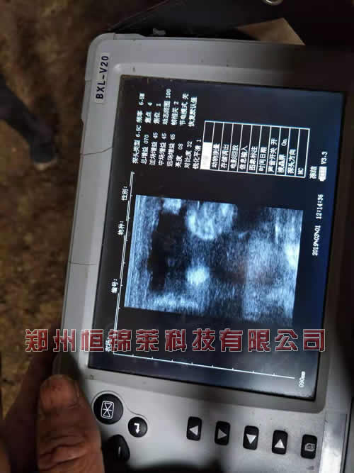 驴用B超机检测母驴妊娠