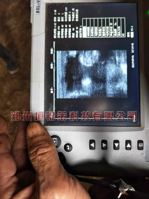 高清驴用B超仪培训
