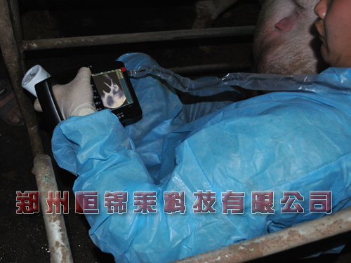 母猪B超机检测母猪性状