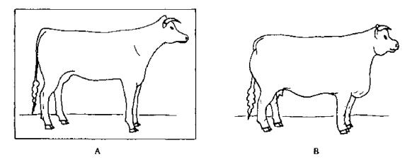 进口牛羊B超对母牛的繁殖性能评定