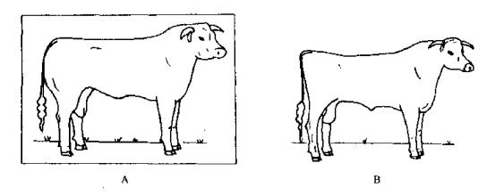 进口牛用B超对公牛的繁殖性能评定