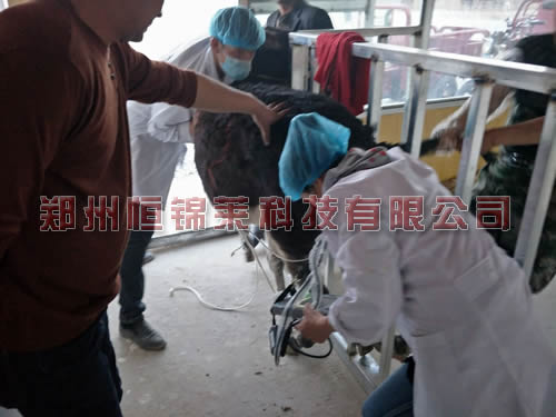 驴用B超测母驴妊娠