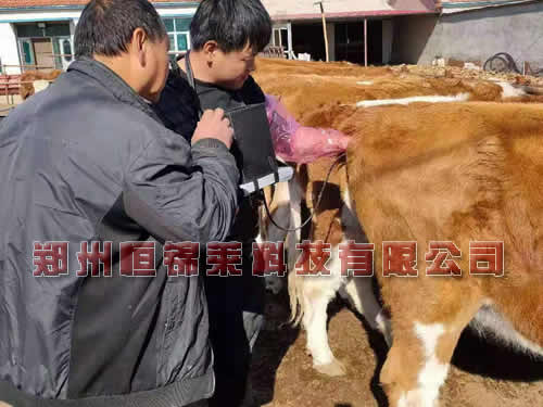 高清牛用B超检测母牛妊娠培训