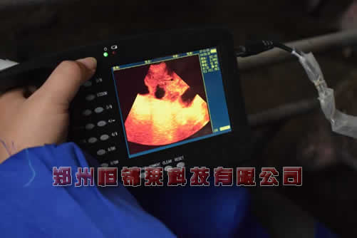 母猪B超机对母猪配种之前的检测方法