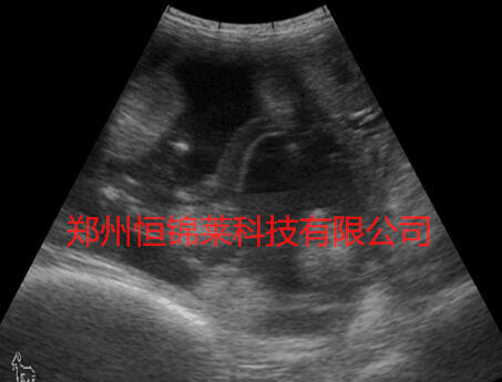 便携式兽用B超检测母羊妊娠